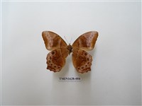 藏品(曲紋黛眼蝶)的圖片